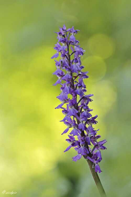 Maennliches-Knabenkraut_Orchis-mascula_20250509_0002_B_Web.jpeg