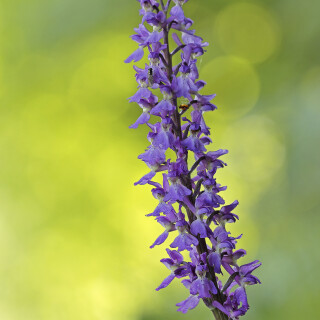 Maennliches-Knabenkraut_Orchis-mascula_20250509_0002_B_Web