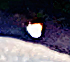 K800_Aurorafalter-im-Flug-1hog.jpeg