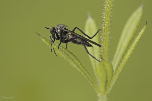 Schwarze-Tanzfliege_Empis-ciliata_20250505_0002_B1_Web.jpeg