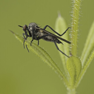 Schwarze-Tanzfliege_Empis-ciliata_20250505_0002_B1_Web
