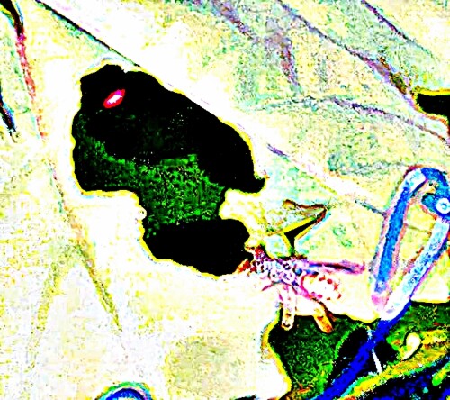 K800_Haus-FeldwespePolists-dominulaChrist-1791_upscayl_1x_ultrasharp.jpeg