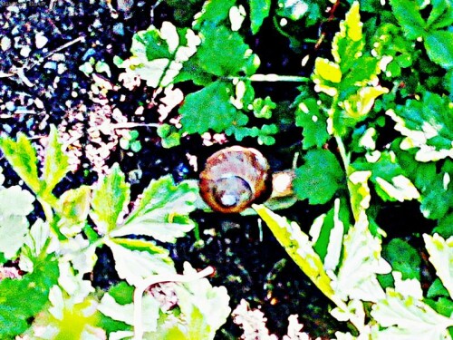 K800_WeinbergschneckeHelix-pomatiaL._upscayl_1x_ultrasharp.jpeg
