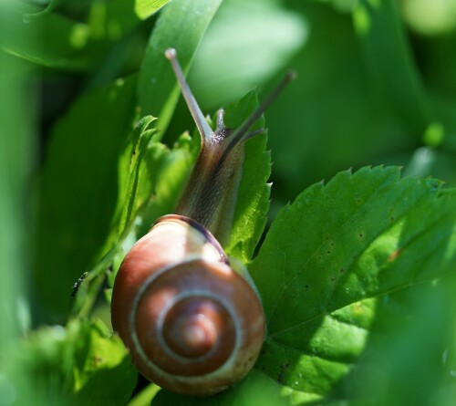 Schnecke.jpeg