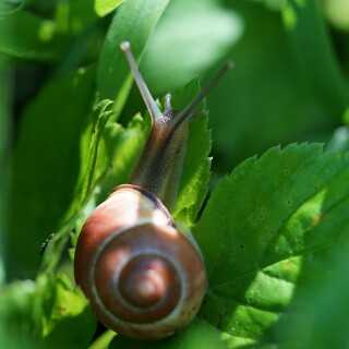 Schnecke