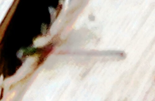 K800_Fruhe-AdonislibellePyrrhosoma-nymphulaSulzer-17776-auf-einem-Holzscheit_upscayl_1x_ultrasharp.jpeg