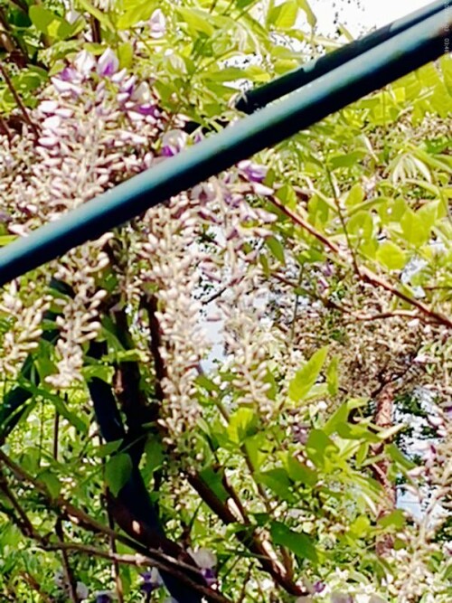 K800_Glyzinie-erbluhend-Japanischer-BlauregenWisteria-floribundaWILLD.DC.-1_upscayl_1x_ultrasharp.jpeg