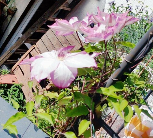 K800_Clematis-Hybride_upscayl_1x_ultrasharp.jpeg