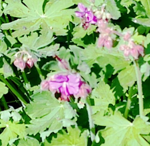 K800_Geranium-macrorrhizum-Bevan_upscayl_1x_ultrasharp.jpeg