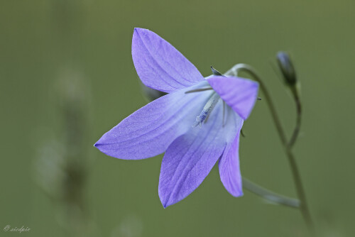 Wiesen-Glockenblume_Campanula-patula_20250509_0001_B_Web.jpeg