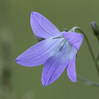 Wiesen-Glockenblume_Campanula-patula_20250509_0001_B_Web