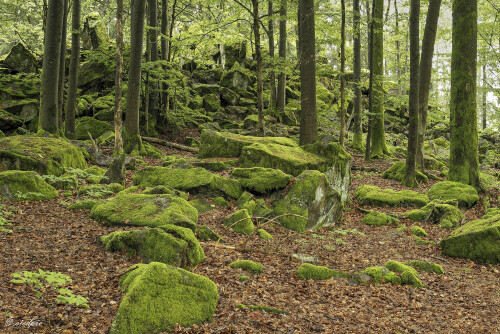 Steinwand_20240522_0008_B_HDR-ausgewog_Web.jpeg