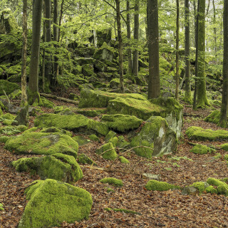 Steinwand_20240522_0008_B_HDR-ausgewog_Web