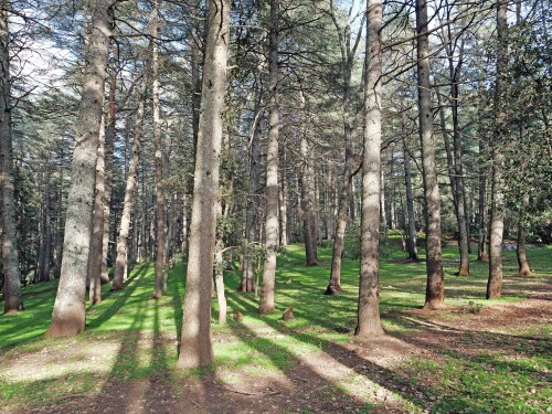 3.4-berberaffen-im-atlaszedern-wald.jpeg