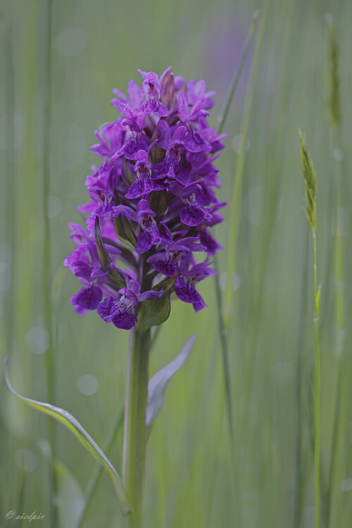 Breitblaettriges-Knabenkraut_Dactylorhiza-majalis_20250521_0001_B_Web.jpeg