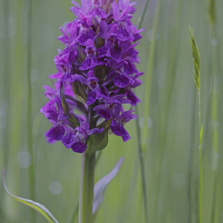 Breitblaettriges-Knabenkraut_Dactylorhiza-majalis_20250521_0001_B_Web