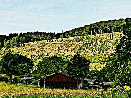 K800_Gelbe-Besenginsterbusche-am-Mauseberg-2_upscayl_1x_ultrasharp.jpeg
