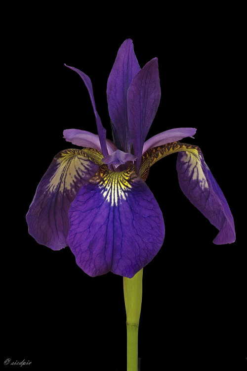Sibirische-Schwertlilie_Iris-sibirica_20250520_0001-50_B_Web.jpeg