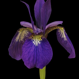 Sibirische-Schwertlilie_Iris-sibirica_20250520_0001-50_B_Web