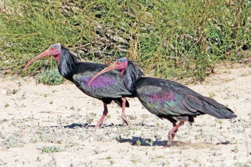 5.2-waldrapp-marokko-4.jpeg