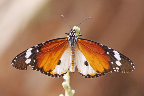 5.5-kleiner-monarch-danaus-chrysippus.jpeg