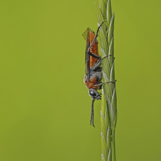 Blattwespe_Dolerus-germanicus_20250521_0005_B_Web
