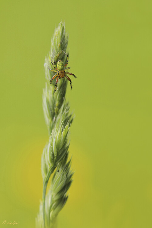 Kuerbisspinne_Araniella-cucurbitina_20250521_0001_B_Web.jpeg