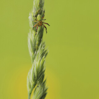Kuerbisspinne_Araniella-cucurbitina_20250521_0001_B_Web