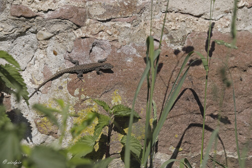 Mauereidechse_Podarcis-muralis_20250516_0003_B_Web.jpeg