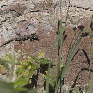 Mauereidechse_Podarcis-muralis_20250516_0003_B_Web