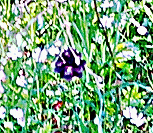 K800_Kiefernzapfen-einer-WaldkieferPinus-sylvestrisL.-aufgefangen-in-der-Krautschicht_upscayl_1x_ultrasharp.jpeg