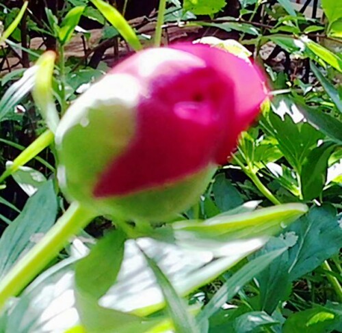 K800_Knospe-einer-PfingstrosePaeonia-officinlaisL.-1_upscayl_1x_ultrasharp.jpeg