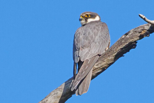 baumfalke-2.jpeg