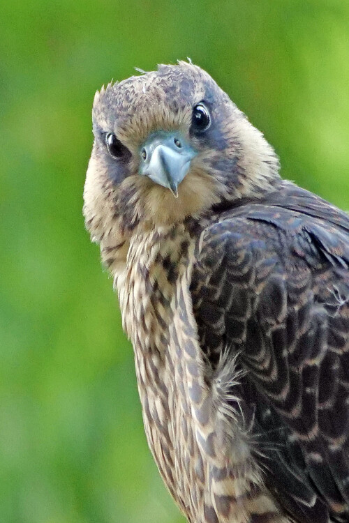wanderfalke-jung-portrait.jpeg
