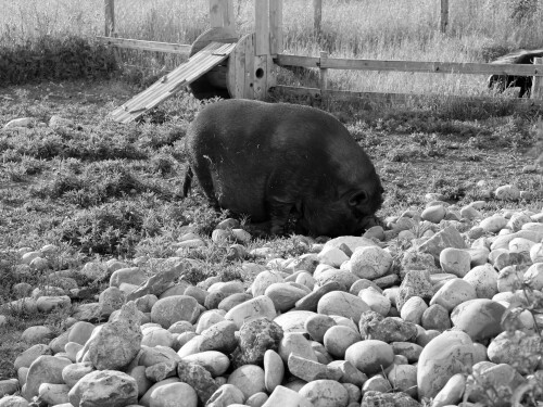 Mangalica.jpeg