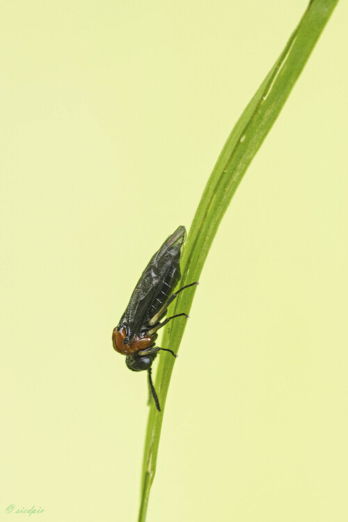 Sattelblattwespe_Eutomostethus-ephippium_20250527_0001_DNG_B_Web.jpeg