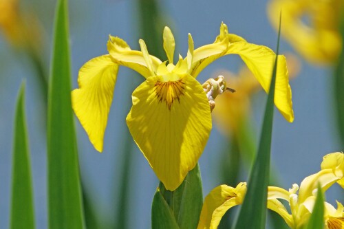 gelbe-iris.jpeg