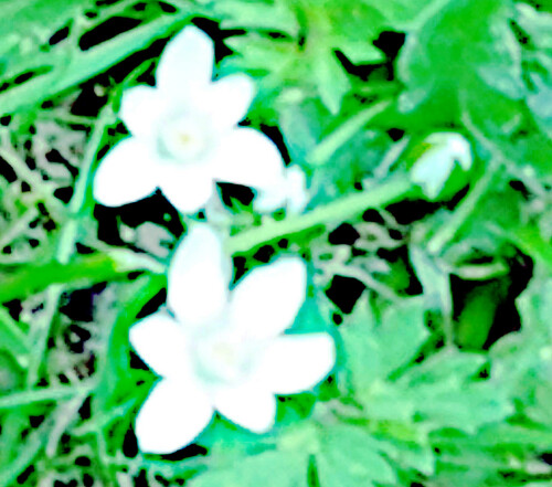 Doldiger-MilchsternOrnithogalum-umbellatumL..jpeg