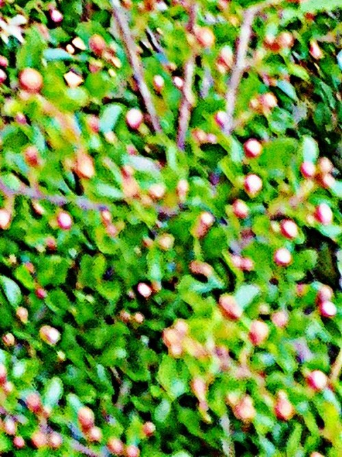 K800_Knospen-bei-ZwergmispelCotoneaster-integerrimusMedik-3_upscayl_1x_ultrasharp.jpeg