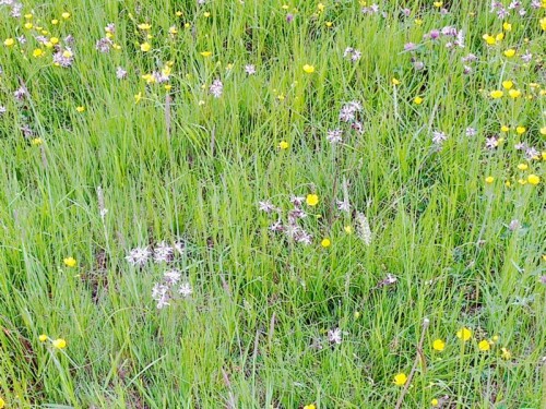 K800_Kuckucks-LichtnelkeSilene-flos-cuculiL-2_upscayl_1x_ultrasharp.jpeg