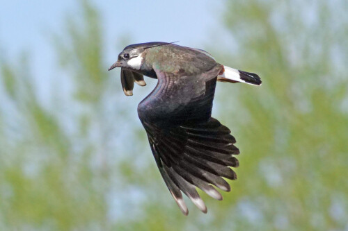kiebitz-flug.jpeg