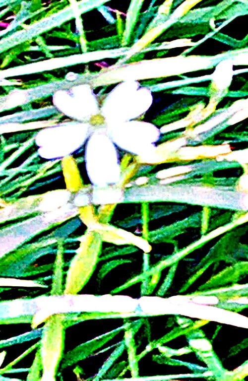 K800_Blute-einer-Grosen-SternmiereStellaria-holosteaL._upscayl_1x_ultrasharp.jpeg