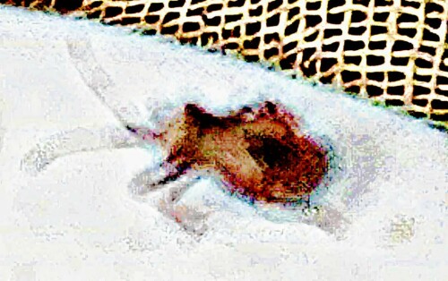 K800_LederwanzeCoreus-marginatusL.-1758-1_upscayl_1x_ultrasharp.jpeg