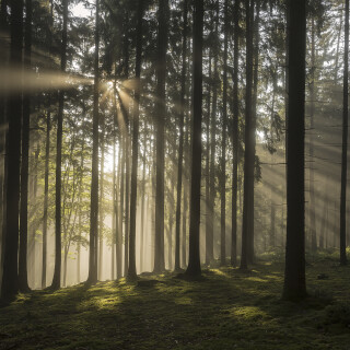 Morgenstimmung-im-Wald_20250603_0001_B1_FF_Web