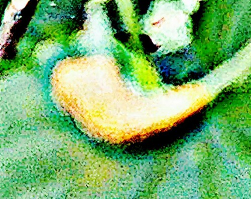 K800_BrennnesselrostPuccinia-urticataF.-Kern-1917_upscayl_1x_ultrasharp.jpeg