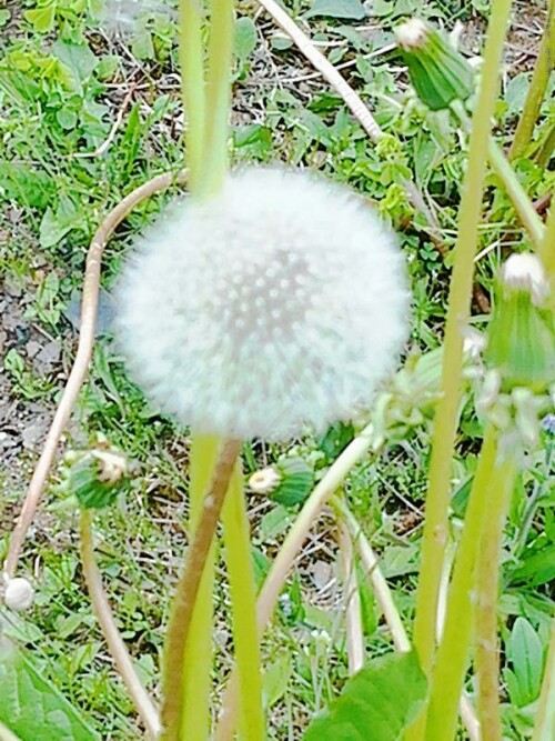 K800_Pusteblume-2_upscayl_1x_ultrasharp.jpeg