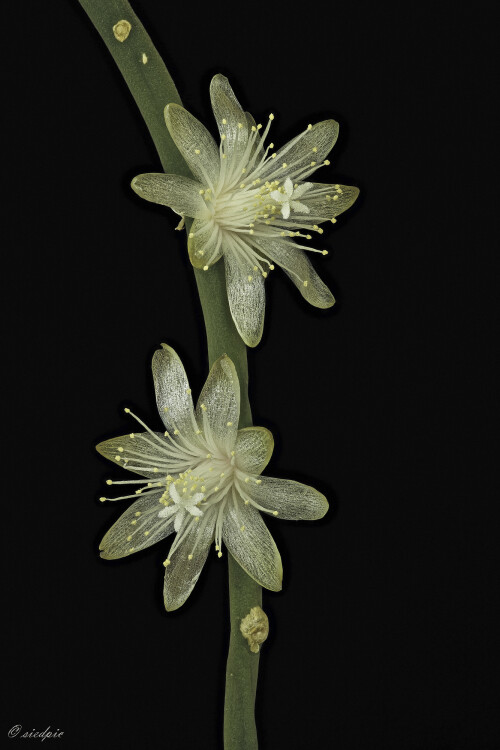 Korallenkaktus_Rhipsalis-floccosa-ssp.-Tucumanensis_20250530_0001-28_B_Web.jpeg