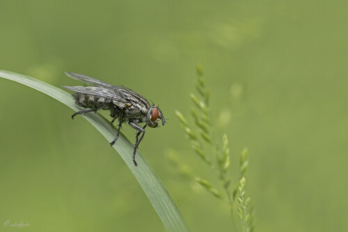 Fleischfliege_Sarcophagidae_20250527_0001_B_Web.jpeg