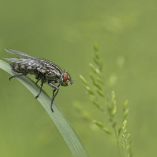Fleischfliege_Sarcophagidae_20250527_0001_B_Web