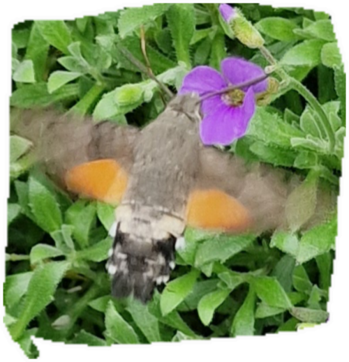 1000046142.png